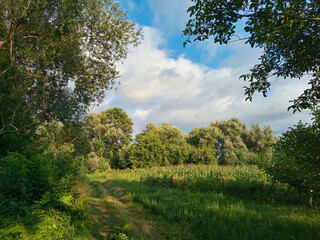 Summer landscape, trees in the meadow, trees in the field, landscape with trees and clouds