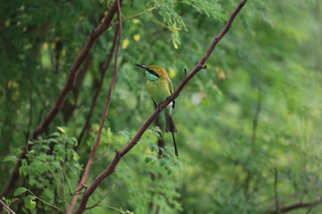greeen bee eater