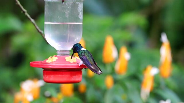 Colibr&iacute; grabado mientras llega a beber de un comedero rojo
