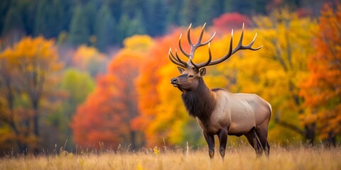 Majestic bull elk surveys his territory in the fall AI Generative, forest, bull, autumn elk, fall