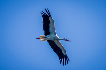 white stork in flight