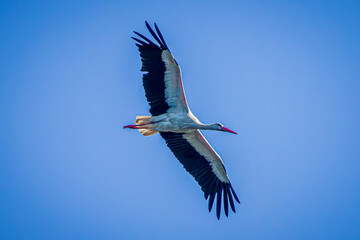 Obraz premium white stork in flight