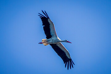 white stork in flight