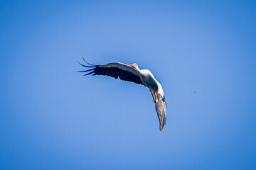 white stork in flight