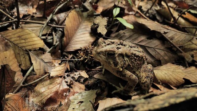 The American toad (Anaxyrus americanus) looking for food in forest grass.