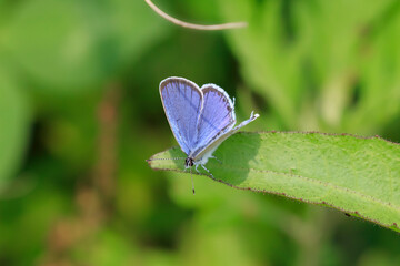 Everes argiades resting on the wild grass of Hotoke-numa