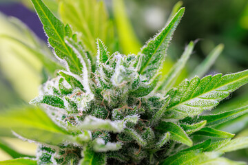 Marihuana Cannabis Blütenkopf Makroaufnahme Reif