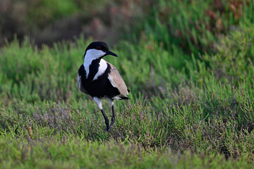 Spornkiebitz // Spur-winged Lapwing (Vanellus spinosus) - Axios Delta, Greece
