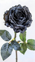 Obraz premium Black Rose White Background