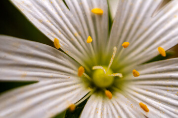 Petalos blancos