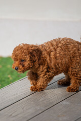 Toy poodle