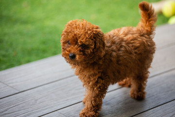 Toy poodle