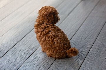 Toy poodle