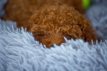 Toy poodle