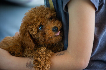 Toy poodle