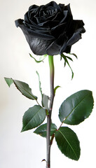 Black Rose