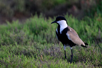 Spornkiebitz // Spur-winged Lapwing (Vanellus spinosus) - Axios Delta, Greece