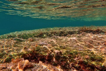 Colorful fish - Wrasse on the algae covered seabed. Marine life in the ocean, underwater photography from snorkeling.  Aquatic wildlife, travel photo. Fish and sea.