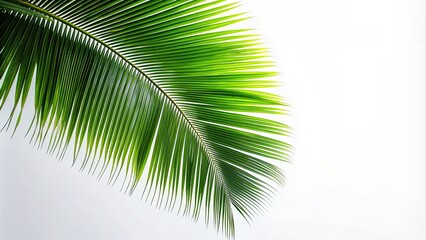 Fototapeta premium Coconut leaf silhouette frame on white background, coconut, leaf, silhouette, frame, nature, tropical, design, background