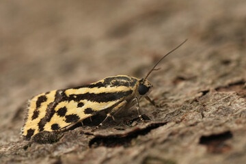 Closeup on the colorful Spotted Sulphur, Acontia trabealis sitting on wood