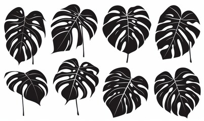 Monstera leaves silhouetted in black.