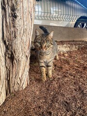 Obraz premium cat near a tree