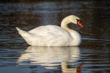 Beautiful white swan in a water with reflection in sunset light, natural outdoor background with bird, close-up
