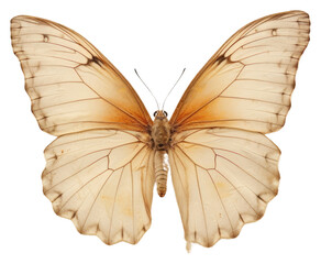 Fototapeta premium PNG Real Pressed butterfly animal insect invertebrate.