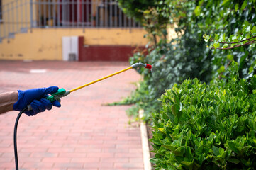 Close-up of a hand spraying pesticide on green bushes in a garden