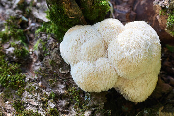 Lion's Mane mushroom growing on a mossy log in a forest.