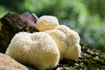 Lion's Mane mushrooms on a mossy log in a forest setting with blurred background.