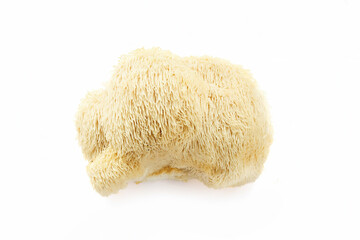 Lion's Mane Mushroom on white background