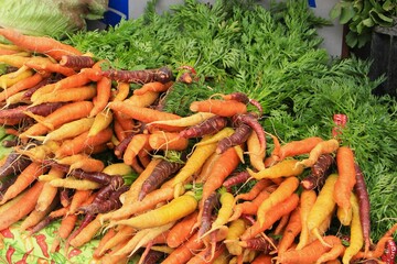 Bunch of many colorful carrots with green