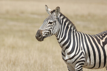 Zebra with beautiful background at Amboseli National Park Kenya. Apt for the photo frame at your...