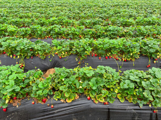 Strawberry picking in strawberry field on fruit farm. Fresh ripe organic strawberry. Family Activity 