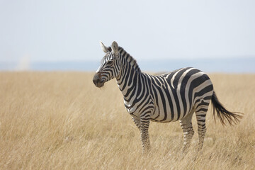 Zebra with beautiful background at Amboseli National Park Kenya. Apt for the photo frame at your living room