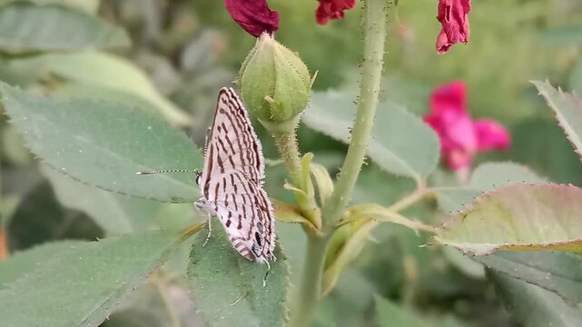tarucus nara or the striped Pierrot on the grass in the garden.tarucus nara body pattern 