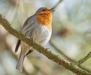 Singendes Rotkehlchen auf einem Ast