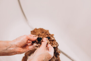 The process of washing a dog at home. A small red poodle is being washed in the bathroom. Wet dog in the bathroom