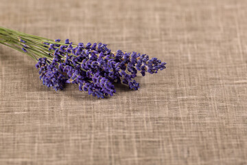 Bunch of Lavender isolated on a linen texture background