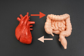 Anatomical Heart And Intestinal Models With Bi-Directional Arrows on Black