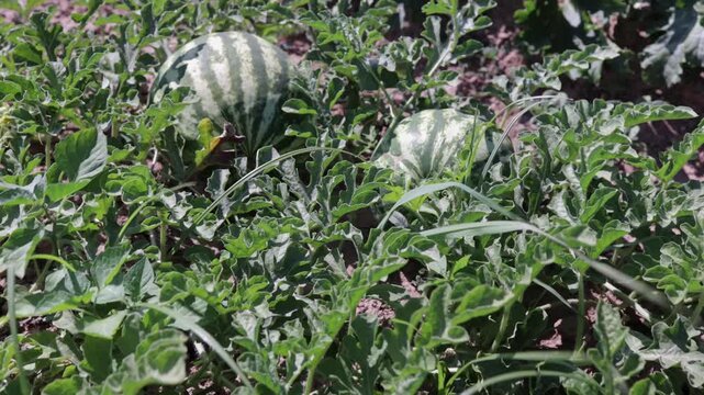 Watermelons thriving in a Castilla La Mancha farm