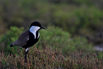 Spur-winged Lapwing // Spornkiebitz (Vanellus spinosus) - Axios Delta, Greece