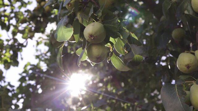 Sunlight pierces through pear leaves on a farm in Castilla La Mancha