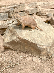 Obraz premium Prairie dogs out of their holes watching for food. Rodent of the family Sciuridae