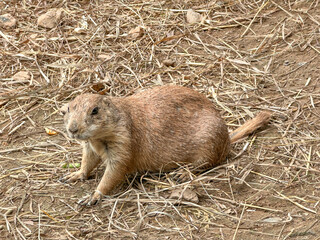 Prairie dogs out of their holes watching for food. Rodent of the family Sciuridae