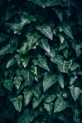 A close up of common green ivy texture