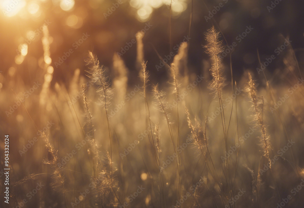 Poster wild grass in the forest at sunset macro image shallow depth of field abstract summer nature backgro