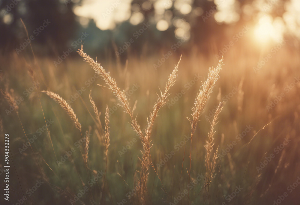 Poster wild grass in the forest at sunset macro image shallow depth of field abstract summer nature backgro