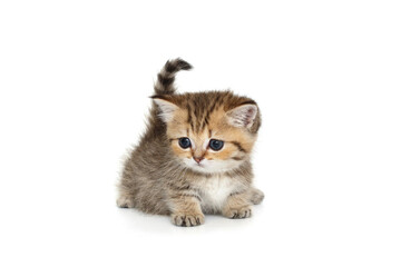 Scottish kitten with short paws